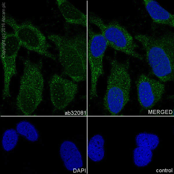 Immunocytochemistry/ Immunofluorescence - Anti-ERK2 antibody [E460] - BSA and Azide free (AB214170)