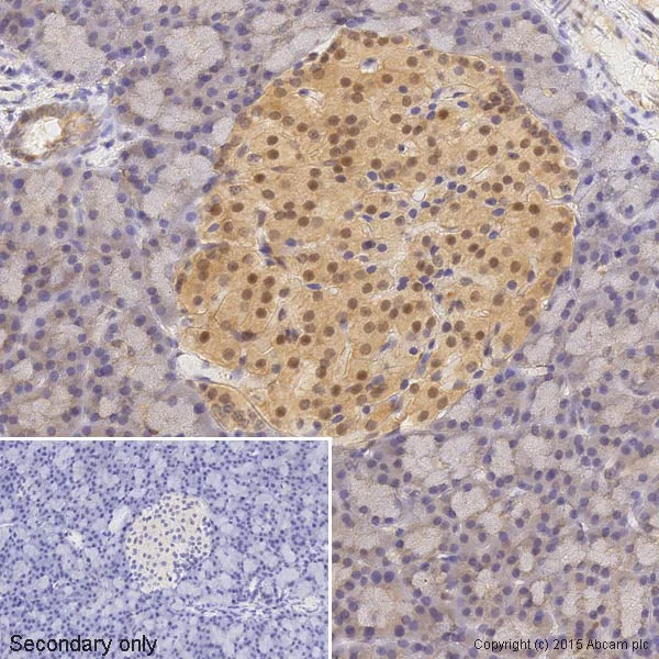 Immunohistochemistry (Formalin/PFA-fixed paraffin-embedded sections) - Anti-ERK2 antibody [E460] - BSA and Azide free (AB214170)