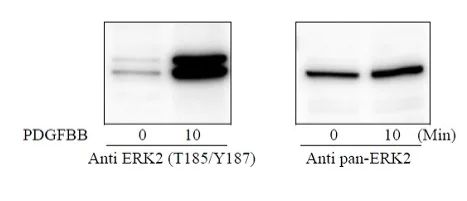 Sandwich ELISA - ERK2 (phospho T185 + Y187) ELISA Kit (AB279793)