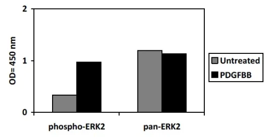 Sandwich ELISA - ERK2 (phospho T185 + Y187) ELISA Kit (AB279793)
