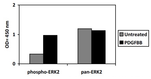 Sandwich ELISA - ERK2 (phospho T185 + Y187) + Total ERK2 ELISA Kit (AB279794)