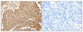 Immunohistochemistry (Formalin/PFA-fixed paraffin-embedded sections) - Anti-ERK5 antibody (AB196609)