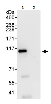 Immunoprecipitation - Anti-ERK5 antibody (AB264300)