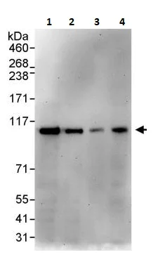 Western blot - Anti-ERK5 antibody (AB264300)