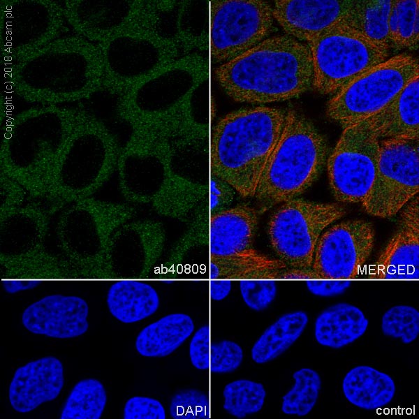 Immunocytochemistry/ Immunofluorescence - Anti-ERK5 antibody [EP791Y] (ab40809), expandable thumbnail