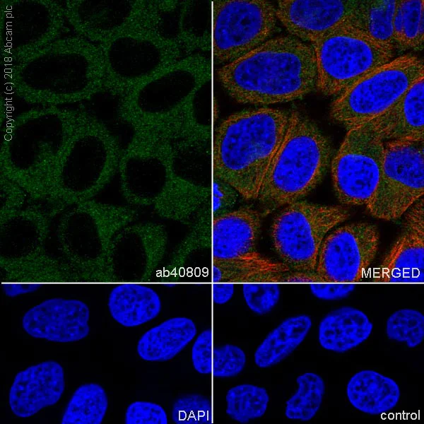 Immunocytochemistry/ Immunofluorescence - Anti-ERK5 antibody [EP791Y] (AB40809)