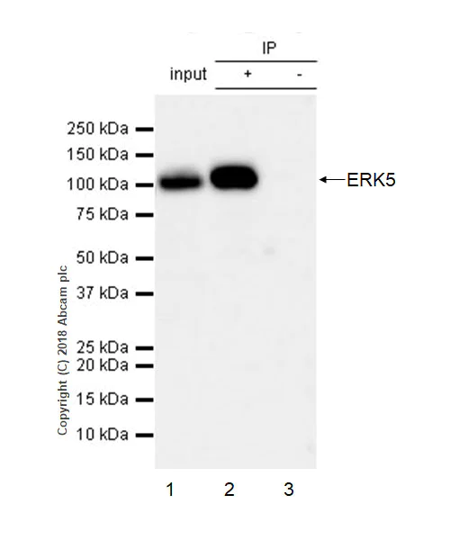 Immunoprecipitation - Anti-ERK5 antibody [EP791Y] (AB40809)