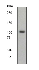 Western blot - Anti-ERK5 antibody [EP791Y] (AB40809), expandable thumbnail