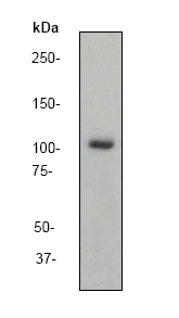 Western blot - Anti-ERK5 antibody [EP791Y] (AB40809)