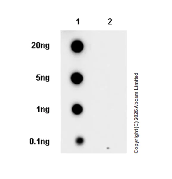 Dot Blot - Anti-ERK5 (phospho T733) antibody [EPR28258-101] (AB323508)