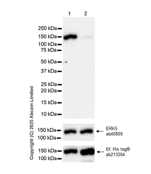 Western blot - Anti-ERK5 (phospho T733) antibody [EPR28258-101] (AB323508)