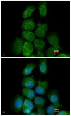 Immunocytochemistry/ Immunofluorescence - Anti-ERK8 antibody (AB137619)