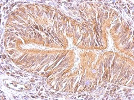 Immunohistochemistry (Formalin/PFA-fixed paraffin-embedded sections) - Anti-ERK8 antibody (AB137619)