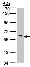 Western blot - Anti-ERK8 antibody (AB137619)