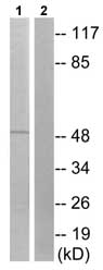 Western blot - Anti-ERK8 (phospho T175 + Y177) antibody (AB73209)
