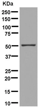 Western blot - Anti-ERLEC1 antibody [EPR13849] - BSA and Azide free (AB250392)