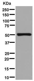 Western blot - Anti-ERLEC1 antibody [EPR13849] - BSA and Azide free (AB250392)