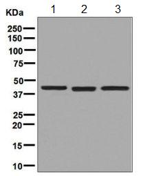 Western blot - Anti-Erlin-2 antibody [EPR8089] - BSA and Azide free (AB248223), expandable thumbnail