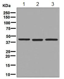 Western blot - Anti-Erlin-2 antibody [EPR8089] - BSA and Azide free (AB248223)