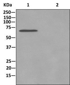Immunoprecipitation - Anti-ERO1L antibody [EPR12474] (AB177156), expandable thumbnail