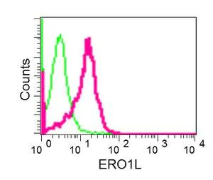 Flow Cytometry (Intracellular) - Anti-ERO1L antibody [EPR12474] - BSA and Azide free (AB249941)