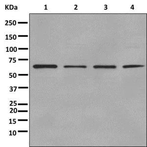Western blot - Anti-ERO1L antibody [EPR12474] - BSA and Azide free (AB249941)
