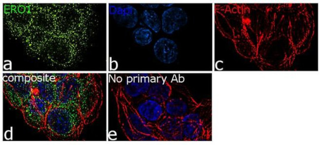 Immunocytochemistry/ Immunofluorescence - Anti-ERO1L Antibody [RP23040237] (AB313495), expandable thumbnail