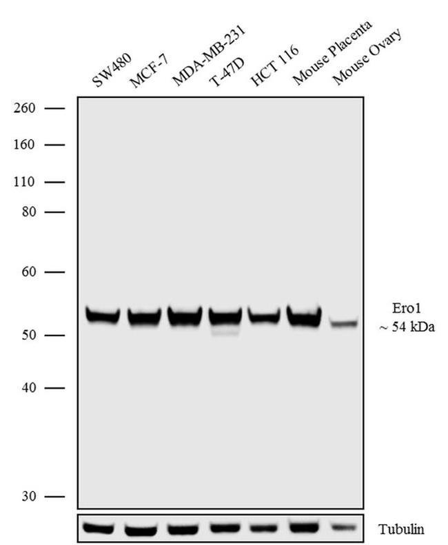 Western blot - Anti-ERO1L Antibody [RP23040237] (AB313495), expandable thumbnail