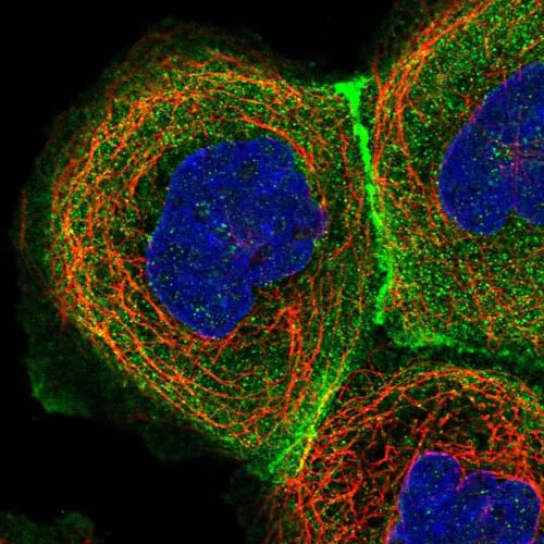 Immunocytochemistry/ Immunofluorescence - Anti-Eros antibody (AB150936)