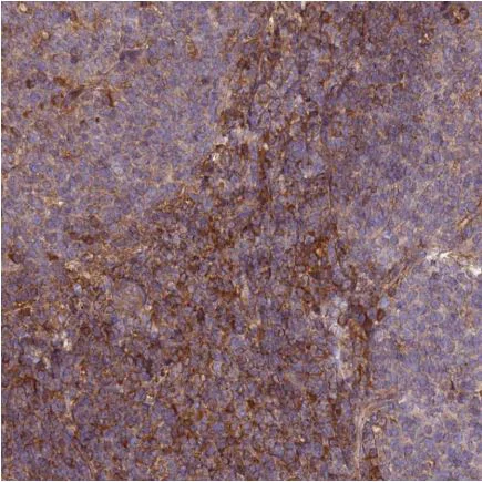 Immunohistochemistry (Formalin/PFA-fixed paraffin-embedded sections) - Anti-Eros antibody (AB150936)