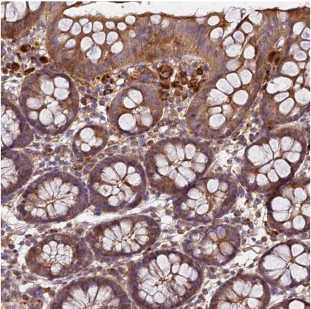 Immunohistochemistry (Formalin/PFA-fixed paraffin-embedded sections) - Anti-Eros antibody (AB150936)