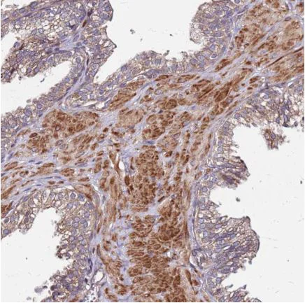 Immunohistochemistry (Formalin/PFA-fixed paraffin-embedded sections) - Anti-Eros antibody (AB150936)