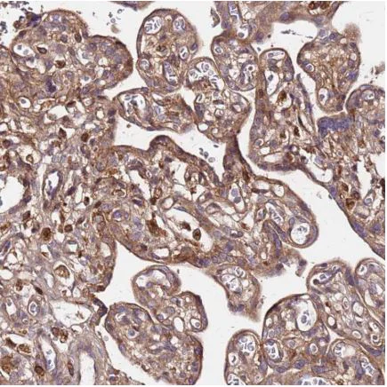 Immunohistochemistry (Formalin/PFA-fixed paraffin-embedded sections) - Anti-Eros antibody (AB150936)