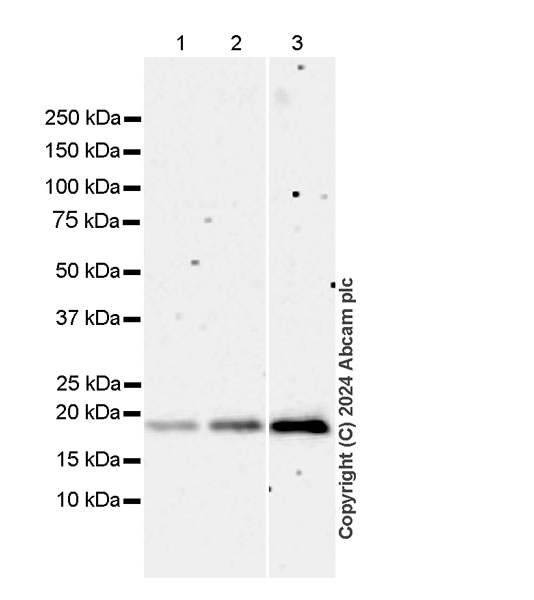 Western blot - Anti-Eros antibody [EPR28697-6] (AB316209), expandable thumbnail