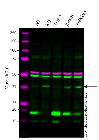 Western blot - Anti-Eros antibody [EPR28697-6] (AB316209), expandable thumbnail