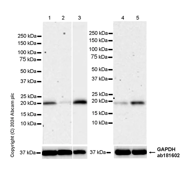 Western blot - Anti-Eros antibody [EPR28697-6] - BSA and Azide free (AB316210)