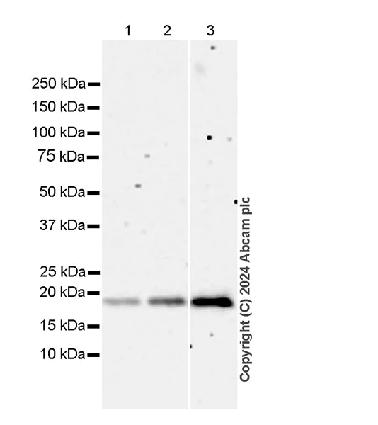 Western blot - Anti-Eros antibody [EPR28697-6] - BSA and Azide free (AB316210)