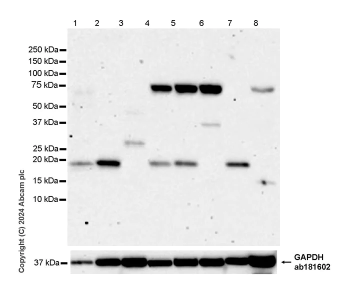 Western blot - Anti-Eros antibody [EPR28697-6] - BSA and Azide free (AB316210)