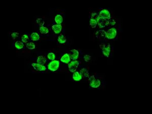 Immunocytochemistry/ Immunofluorescence - Anti-ERp18 antibody [EPR9024] - BSA and Azide free (AB248743)