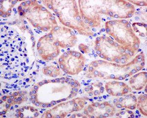 Immunohistochemistry (Formalin/PFA-fixed paraffin-embedded sections) - Anti-ERp18 antibody [EPR9024] - BSA and Azide free (AB248743)