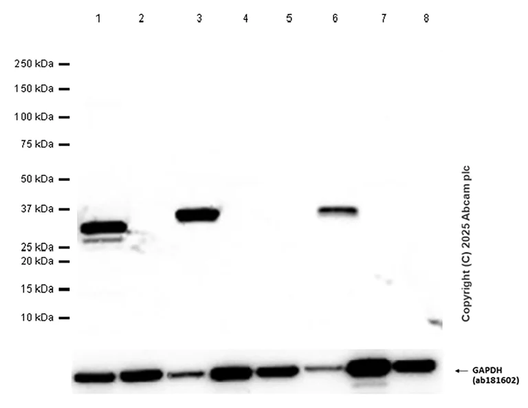 Western blot - Anti-ERP27 antibody [EPR12503] (AB181172)