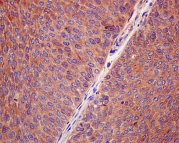Immunohistochemistry (Formalin/PFA-fixed paraffin-embedded sections) - Anti-ERP27 antibody [EPR12503] - BSA and Azide free (AB250398)
