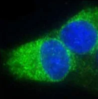 Immunocytochemistry/ Immunofluorescence - Anti-ERp29 antibody (AB11420)