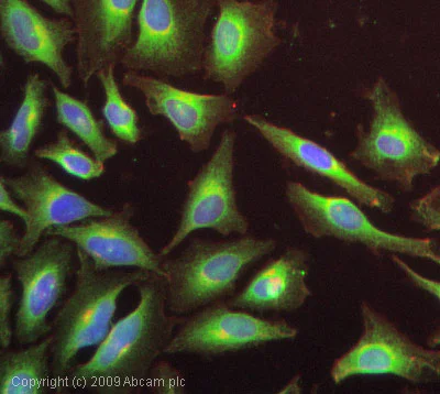 Immunocytochemistry/ Immunofluorescence - Anti-ERp29 antibody (AB11420)