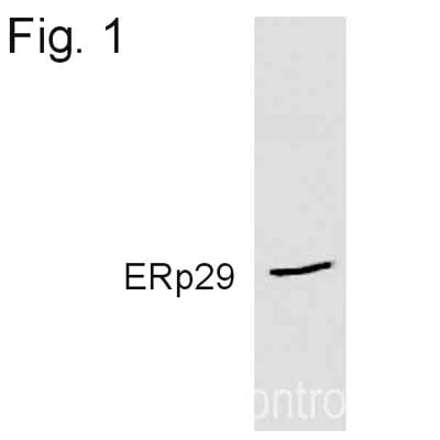 Western blot - Anti-ERp29 antibody (AB11420)
