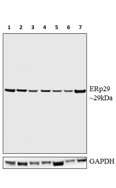 Western blot - Anti-ERp29 antibody (AB11420)