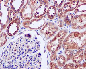 Immunohistochemistry (Formalin/PFA-fixed paraffin-embedded sections) - Anti-ERp29 antibody [EPR12499(B)] (AB176573), expandable thumbnail
