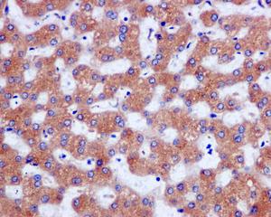 Immunohistochemistry (Formalin/PFA-fixed paraffin-embedded sections) - Anti-ERp29 antibody [EPR12499(B)] (AB176573), expandable thumbnail