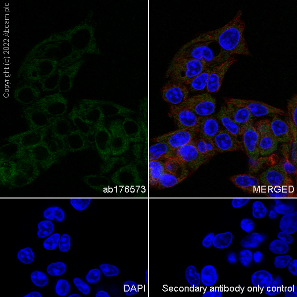 Immunohistochemistry (Formalin/PFA-fixed paraffin-embedded sections) - Anti-ERp29 antibody [EPR12499(B)] (ab176573), expandable thumbnail