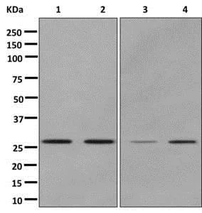 Western blot - Anti-ERp29 antibody [EPR12499(B)] (AB176573)